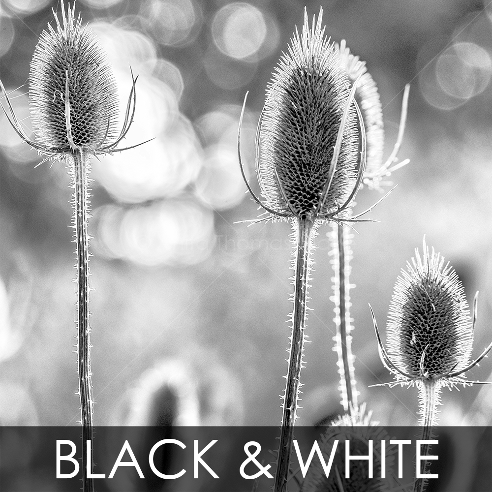 black and white photography