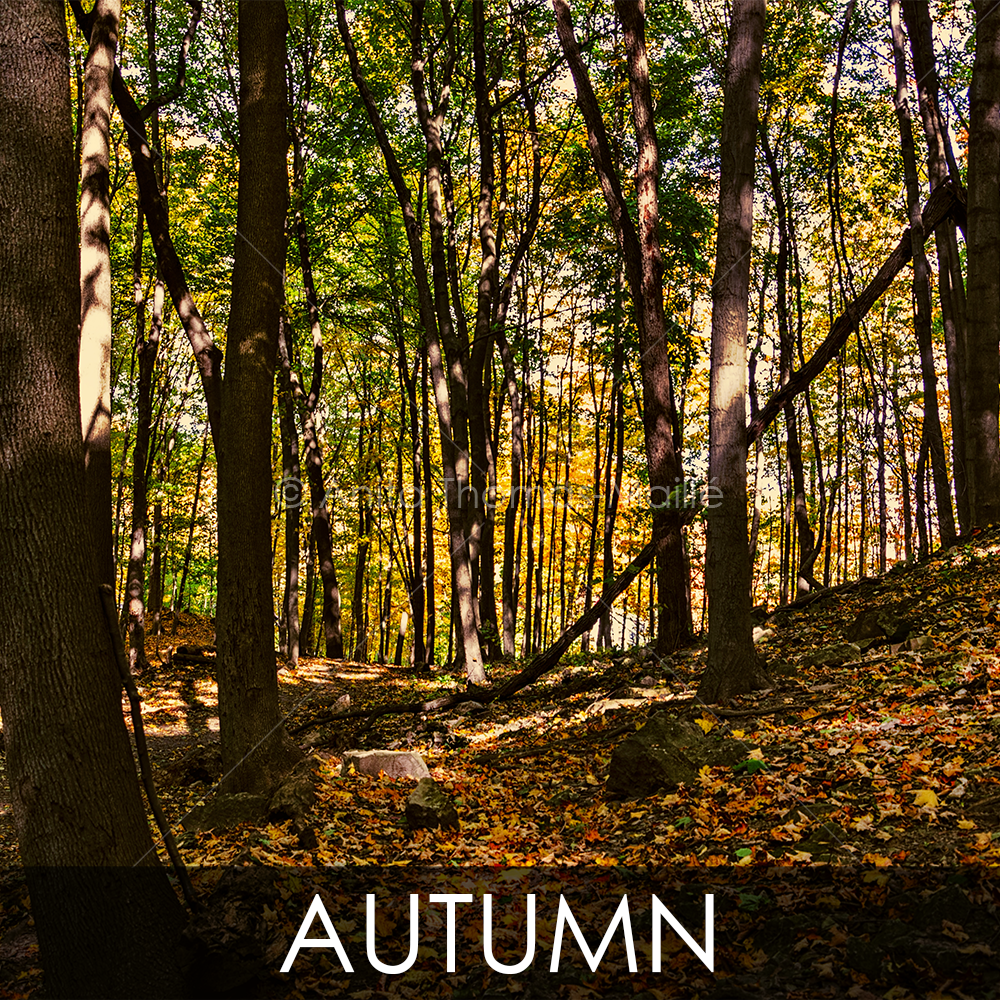 LANDSCAPE PHOTOGRAPHY - Autumn