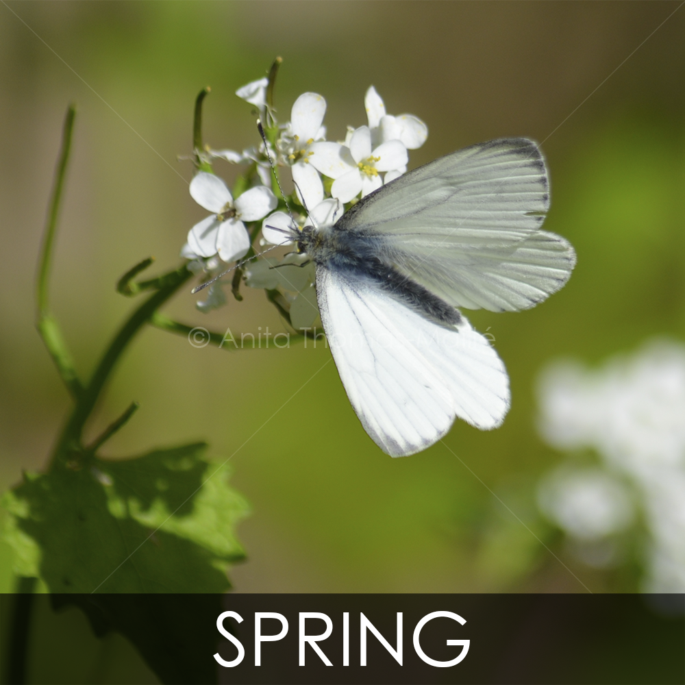 LANDSCAPE PHOTOGRAPHY - Spring