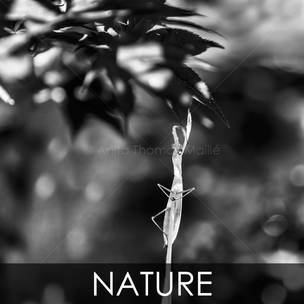 BLACK AND WHITE PHOTOGRAPHY - Nature