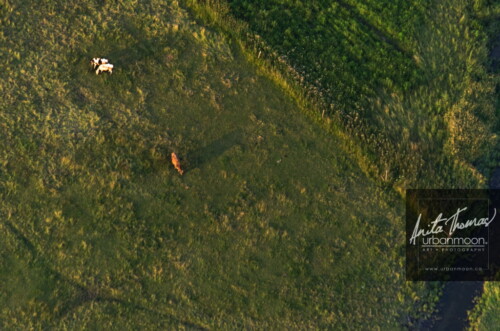Aerial photography - Farmland, rural.
© Anita Thomas - Urbanmoon. All Rights Reserved. agriculture cows in a field