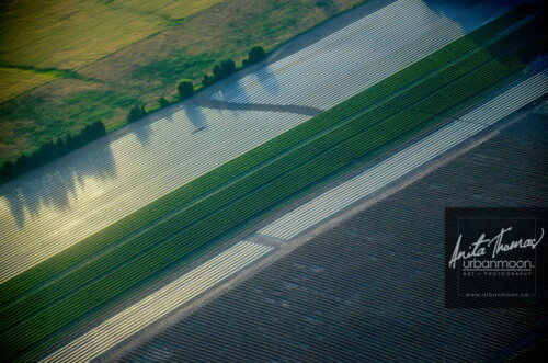 Aerial photography - Farmland, rural.
© Anita Thomas - Urbanmoon. All Rights Reserved. agriculture rows of crops