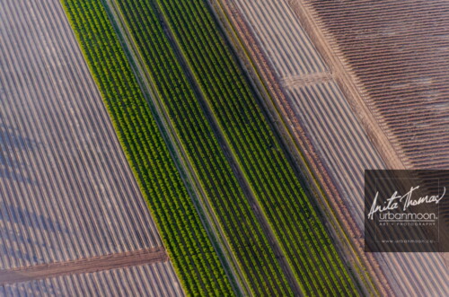 Aerial photography - Farmland, rural.
© Anita Thomas - Urbanmoon. All Rights Reserved. agriculture rows of crops