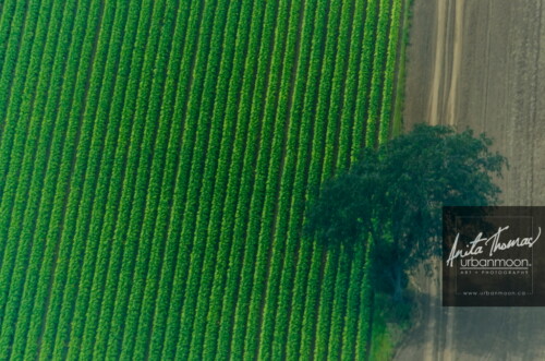 Aerial photography - Farmland, rural.
© Anita Thomas - Urbanmoon. All Rights Reserved. agriculture rows of crops