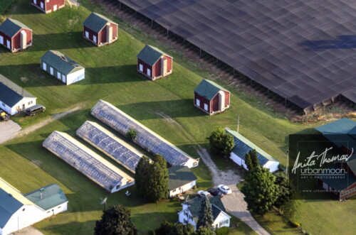 Aerial photography - Farmland, rural.
© Anita Thomas - Urbanmoon. All Rights Reserved. agriculture tobacco farm