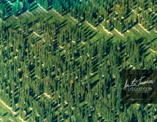 Aerial photography - Trees at a tree farm.
© Anita Thomas - Urbanmoon. All Rights Reserved. agriculture tree farm