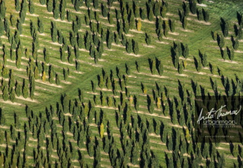 Aerial photography - Trees at a tree farm.
© Anita Thomas - Urbanmoon. All Rights Reserved. agriculture tree farm