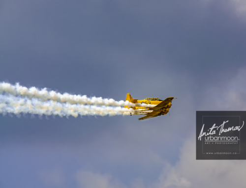 canadian harvard aerobatic team