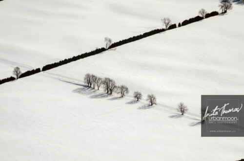 Aerial photography - Crisscrossing trees in winter
(C)Anita Thomas All Rights Reserved. crisscrossing trees in winter