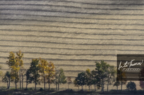 Aerial photography - Aerial of rows in a field and trees from a tree farm in muted colors
© Anita Thomas - Urbanmoon. All Rights Reserved. rows of trees