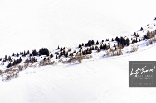 Aerial photography - Rows of trees in winter
(C)Anita Thomas All Rights Reserved. rows of trees in winter