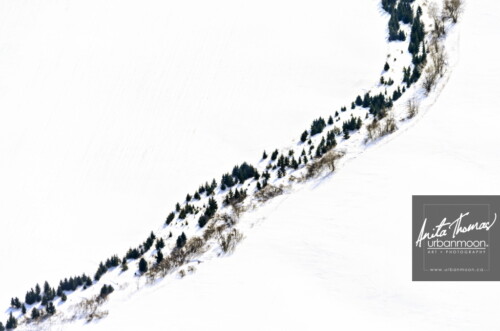 Aerial photography - Rows of trees in winter
(C)Anita Thomas All Rights Reserved. rows of trees in winter