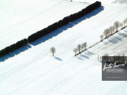 Aerial photography - One tree stands alone among many.
(C)Anita Thomas All Rights Reserved. rows of trees in winter