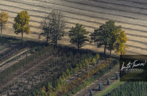 Aerial photography - Aerial of rows in a field and trees from a tree farm in muted colors
© Anita Thomas - Urbanmoon. All Rights Reserved. rows of trees