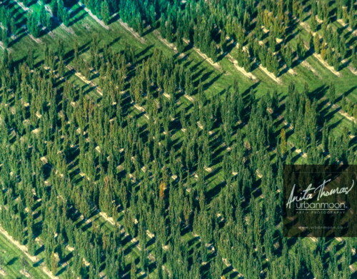 Aerial photography - Trees at a tree farm.
(C)Anita Thomas All Rights Reserved. trees at a tree farm
