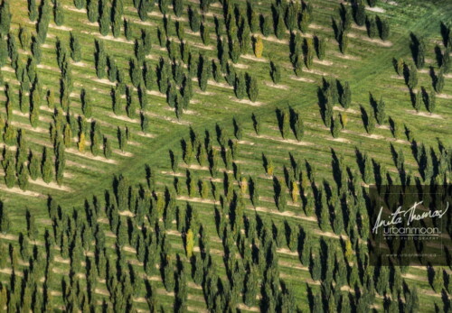 Aerial photography - Trees at a tree farm.
(C)Anita Thomas All Rights Reserved. trees at a tree farm
