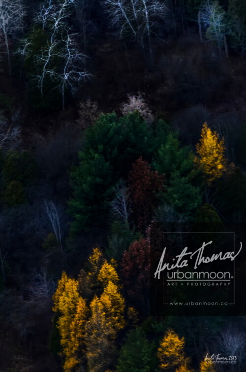 Aerial photography - Trees in a forest stand out in different ways, some still with blazoned leaves from the ending autumn, others stand as stark ghost trees, eerily lit among the darkness.
(C)Anita Thomas All Rights Reserved. trees in autumn