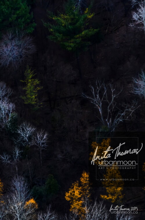 Aerial photography - Trees in a forest stand out in different ways, some still with blazoned leaves from the ending autumn, others stand as stark ghost trees, eerily lit among the darkness.
(C)Anita Thomas All Rights Reserved. trees in autumn