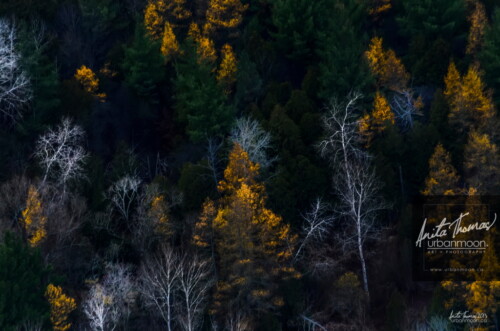 Aerial photography - Trees in a forest stand out in different ways, some still with blazoned leaves from the ending autumn, others stand as stark ghost trees, eerily lit among the darkness.
(C)Anita Thomas All Rights Reserved. trees in autumn