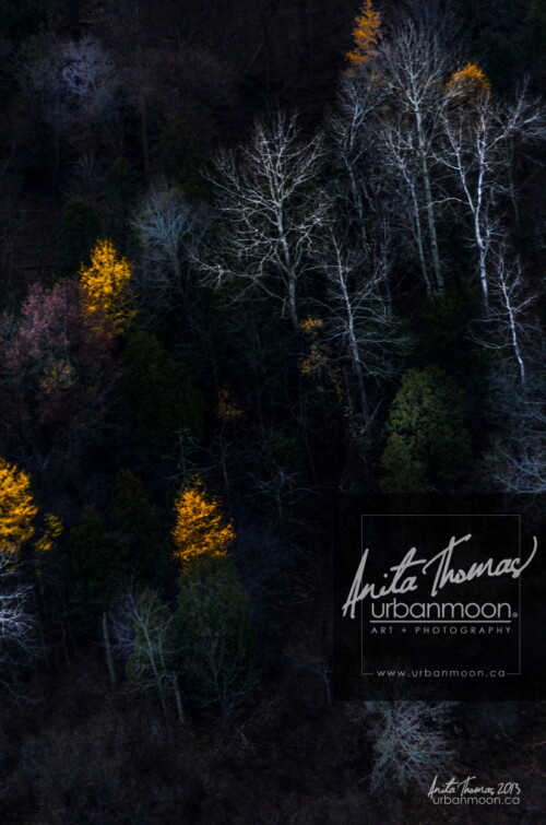 Aerial photography - Trees in a forest stand out in different ways, some still with blazoned leaves from the ending autumn, others stand as stark ghost trees, eerily lit among the darkness.
(C)Anita Thomas All Rights Reserved. trees in autumn