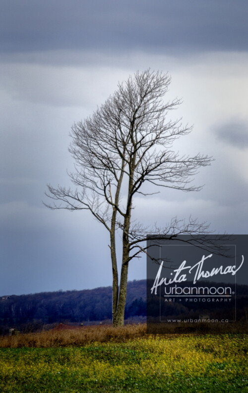 A field in Orangeville, Ontario in winter before the snow falls.
© Anita Thomas - Urbanmoon Photography. All Rights Reserved. Wind-swept tree in winter