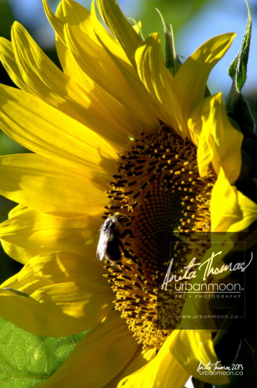Landscape photography - A bee on a sunflower
(C)Anita Thomas All Rights Reserved. a bee on a sunflower