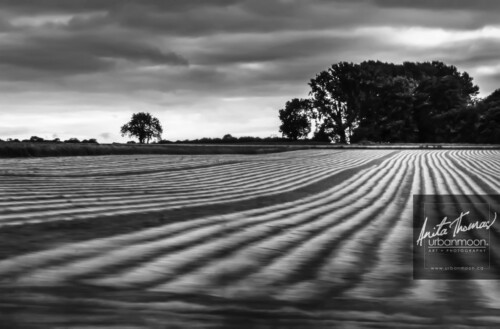 Black and white photography - A farmer's field in rural France.
© Anita Thomas - Urbanmoon. All Rights Reserved. a farmer field in rural france
