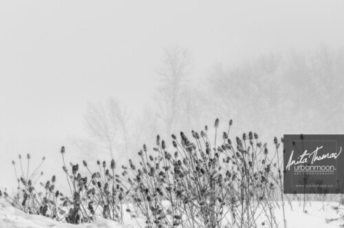 Black and white photography - A field of teasle in winter during a storm.
© Anita Thomas - Urbanmoon. All Rights Reserved. a field of teasle