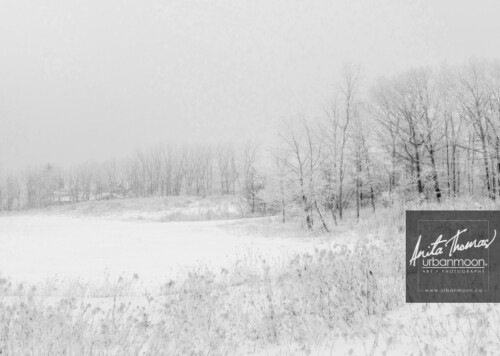Black and white photography - A snowy field in winter.
© Anita Thomas - Urbanmoon. All Rights Reserved. a snowy field in winter