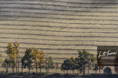 Aerial photography - Muted autumn tree line
© Anita Thomas - Urbanmoon. All Rights Reserved. aerial photography of muted autumn tree line