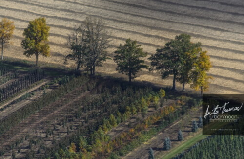 Aerial photography - Rows in a field and trees from a tree farm in muted colors
© Anita Thomas - Urbanmoon. All Rights Reserved. aerial photography of rows in a field