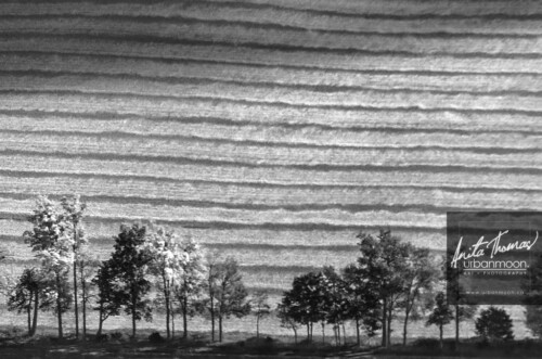 Aerial photography - Aerial photography of trees
© Anita Thomas - Urbanmoon. All Rights Reserved. aerial photography of trees