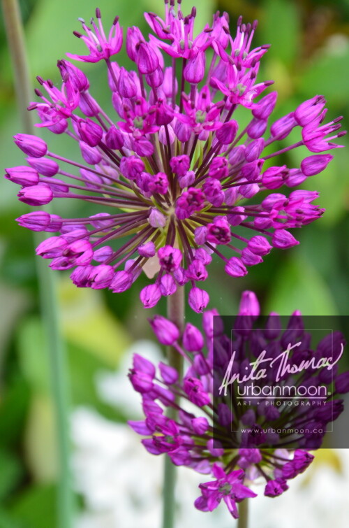 Landscape photography - Allium in a garden in Paris, France.
(C)Anita Thomas All Rights Reserved. allium