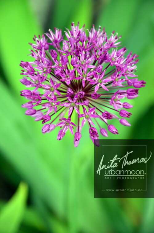 Landscape photography - Allium in a garden in Paris, France.
(C)Anita Thomas All Rights Reserved. allium