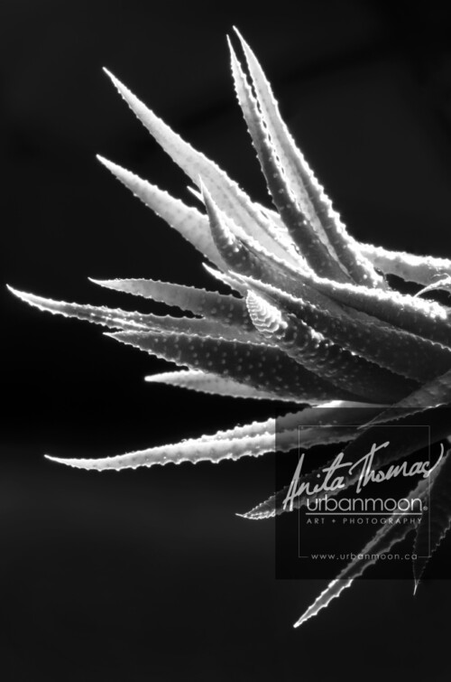 Black and white photography - Aloe Attenuata plant backlit.
© Anita Thomas - Urbanmoon. All Rights Reserved. aloe attenuata plant backlit