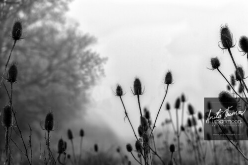 Black and white photography - Backlit plantlife in a field.
© Anita Thomas - Urbanmoon. All Rights Reserved. backlit plantlife in a field