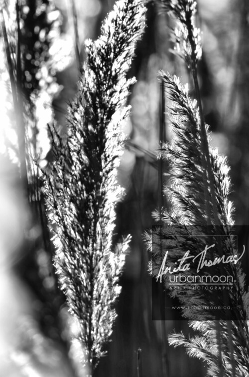 Black and white photography - Backlit plantlife in a field.
© Anita Thomas - Urbanmoon. All Rights Reserved. backlit plantlife in a field