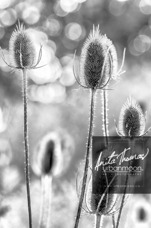 Black and white photography - Backlit teasel illuminated at dusk. 
© Anita Thomas - Urbanmoon. All Rights Reserved. backlit teasel