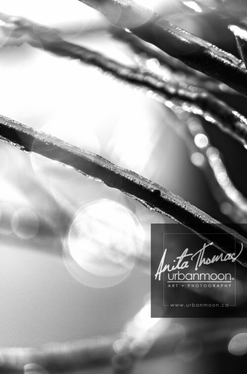 Black and white photography - Branches covered in a thick coat of ice, backlit with bokeh in winter at night.
© Anita Thomas - Urbanmoon. All Rights Reserved. branches covered thick ice
