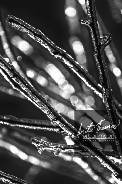 Black and white photography - Branches covered in a thick coat of ice, backlit with bokeh in winter at night.
© Anita Thomas - Urbanmoon. All Rights Reserved. branches covered thick ice