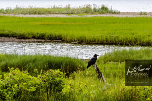 Landscape photography - Cape Breton, Nova Scotia
(C)Anita Thomas All Rights Reserved. cape breton nova scotia