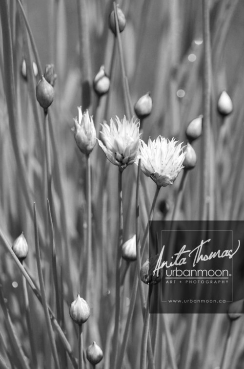 Black and white photography - Chives in flower.
© Anita Thomas - Urbanmoon. All Rights Reserved. chives in flower