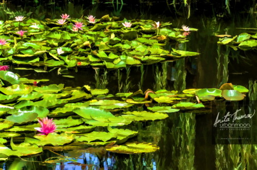Landscape photography - The gardens of Claude Monet in Giverny, France
(C)Anita Thomas All Rights Reserved. claude monet gardens