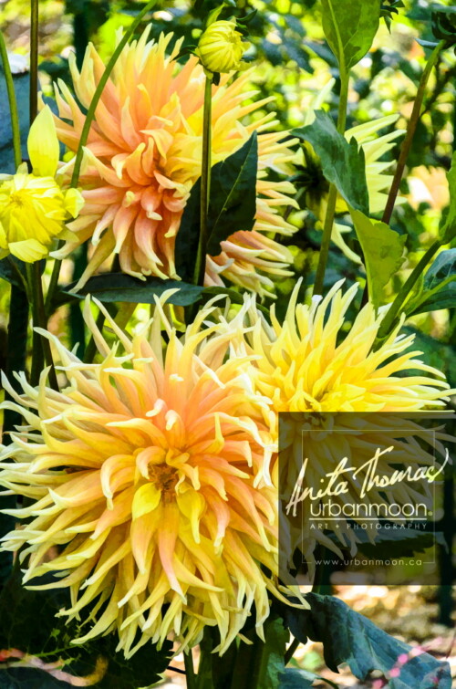 Landscape photography - The gardens of Claude Monet in Giverny, France
(C)Anita Thomas All Rights Reserved. claude monet gardens