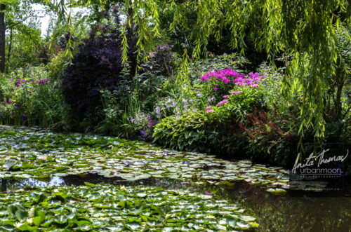 Landscape photography - The gardens of Claude Monet in Giverny, France
(C)Anita Thomas All Rights Reserved. claude monet gardens