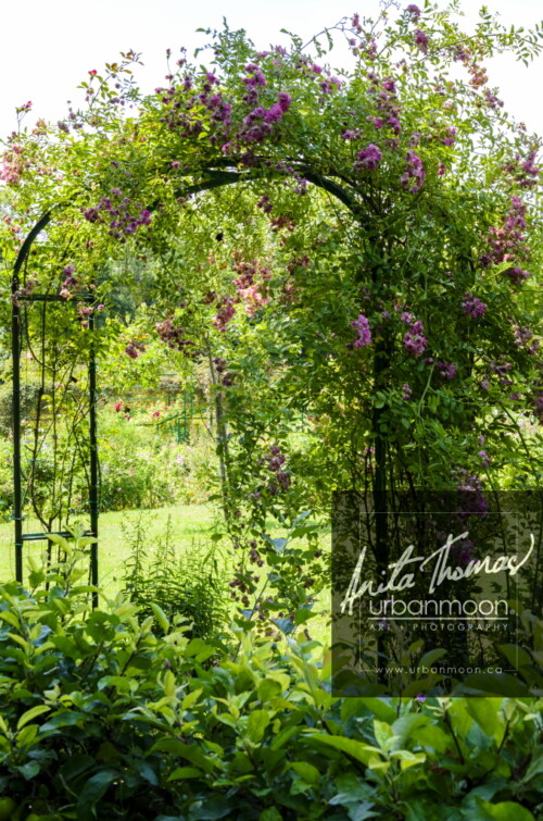 Landscape photography - The gardens of Claude Monet in Giverny, France
(C)Anita Thomas All Rights Reserved. claude monet gardens