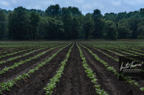 Lifestyle photography - Neighboring crops. URRF, high-powered rocketry competition hosted by URRG in Potter, New York, United States.
© Anita Thomas - Urbanmoon Photography. All Rights Reserved. crops in the field