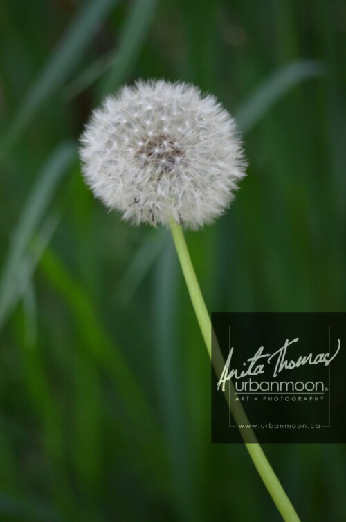 Landscape photography - A perfectly round dandelion ready to cast its seeds away in a forest in Paris, France. This particular specimen was VERY large!
(C)Anita Thomas All Rights Reserved. dandilion