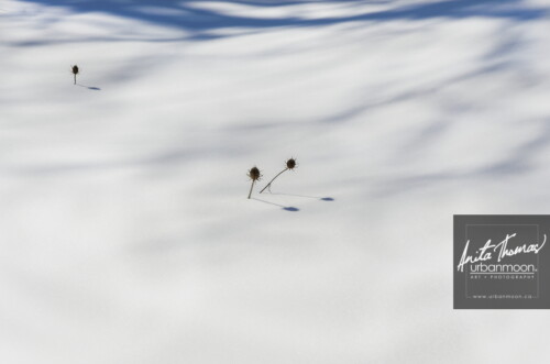Landscape photography - Extreme Winter Reveals Simplicity. The deeper we are buried, the more simplistic our landscape becomes. My favourite teasels in the field have but the top portions of their stalks showing.
© Anita Thomas - Urbanmoon Photography. All Rights Reserved. deep snow in a field