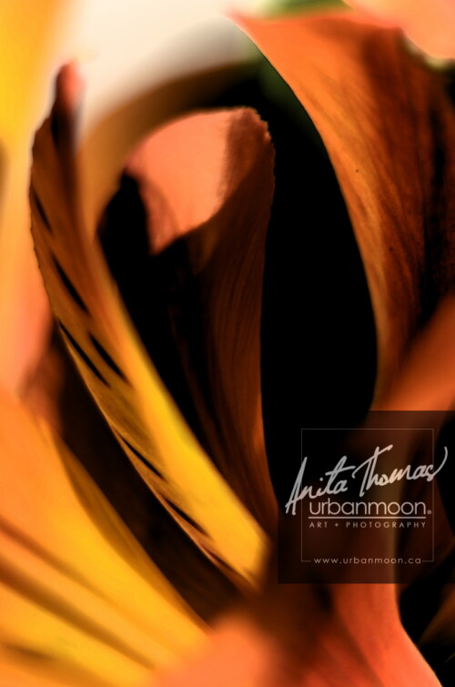 Landscape photography - Macro photography of a tiger lily
(C)Anita Thomas All Rights Reserved. erotic lily